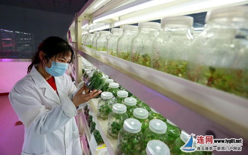 連云港東海 科技驅(qū)動讓農(nóng)業(yè)更豐 甜