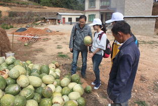 我校研究生社會服務(wù)團赴南華縣開展農(nóng)業(yè)科技服務(wù)活動