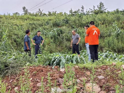 平安產(chǎn)險重慶分公司 綠色通道 科技防災(zāi) 護航農(nóng)戶災(zāi)后恢復(fù)